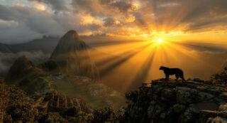 The Call of the Puma in Cusco